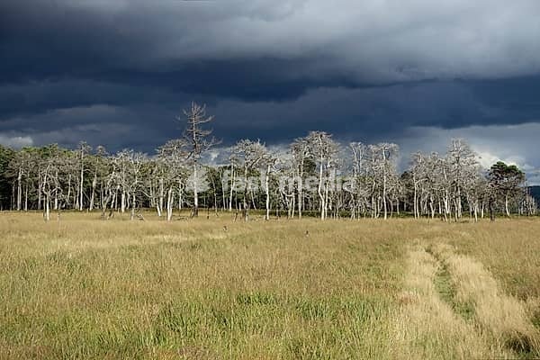 Threatening storm clouds over the raised bog... High Fens (Eifel), world-famous nature reserve in the High Eifel on the border between Belgium and Germany, one of the largest intact raised bogs, habitat of numerous endangered species, native wildlife, nature