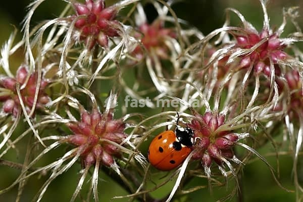 Traveller's joy (Clematis vitalba)