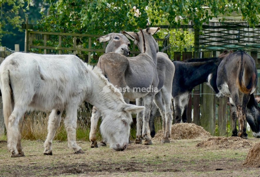 Donkeys graze on a dull, damp morning in the countryside