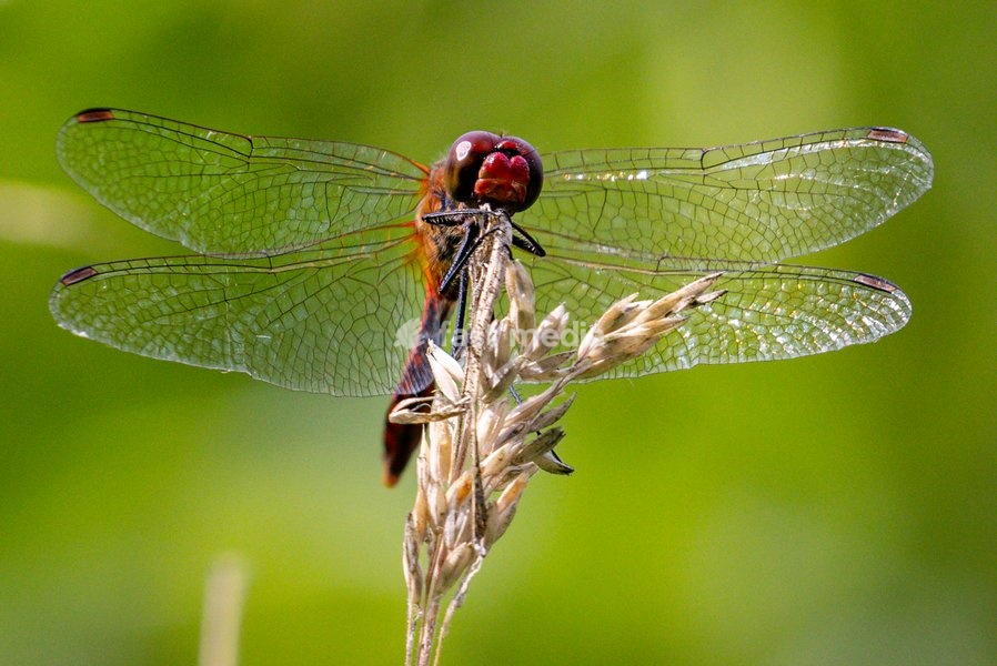 Dülmen, Germany. 26th July, 2025. A red-veined darter rests on a stem before continuing the search for a mate. Hundreds of damsel-and dragonflies can be seen mating at a small protected nature reserve with lakes and wetland near the small town of Dülmen in the Münsterland countryside