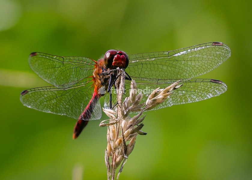 Dülmen, Germany. 26th July, 2025. A red-veined darter rests on a stem before continuing the search for a mate. Hundreds of damsel-and dragonflies can be seen mating at a small protected nature reserve with lakes and wetland near the small town of Dülmen in the Münsterland countryside