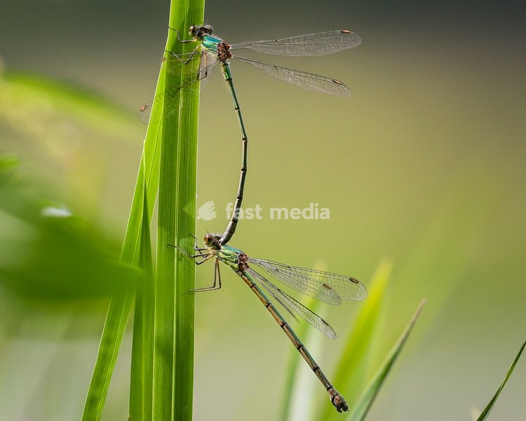 Dülmen, Germany. 26th July, 2025. Two common damselflies delicately hang from a blade of grass. Hundreds of damsel-and dragonflies can be seen mating at a small protected nature reserve with lakes and wetland near the small town of Dülmen in the Münsterland countryside