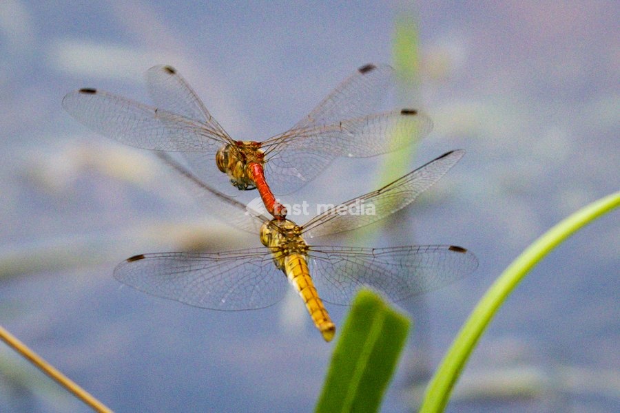 Dülmen, Germany. 26th July, 2025. Two red darter dragonflies mate mid-air, performing impressive aerobatics. Hundreds of damsel-and dragonflies can be seen mating at a small protected nature reserve with lakes and wetland near the small town of Dülmen in the Münsterland countryside