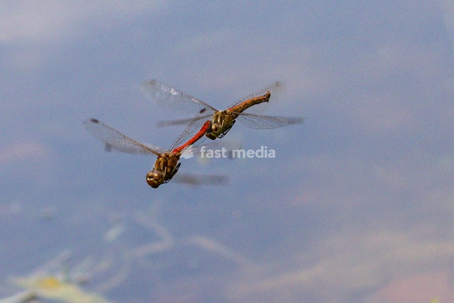 Dülmen, Germany. 26th July, 2025. Two red darter dragonflies mate mid-air, performing impressive aerobatics. Hundreds of damsel-and dragonflies can be seen mating at a small protected nature reserve with lakes and wetland near the small town of Dülmen in the Münsterland countryside