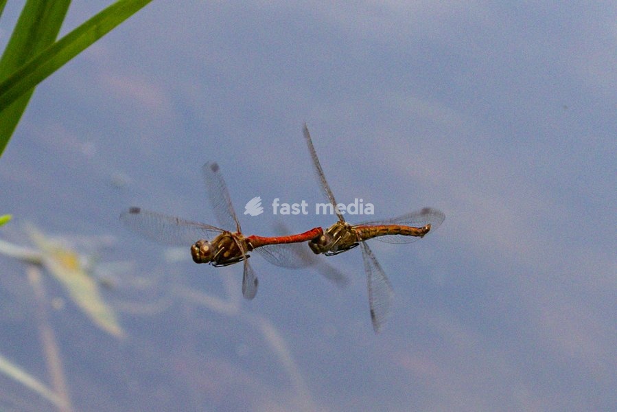 Dülmen, Germany. 26th July, 2025. Two red darter dragonflies mate mid-air, performing impressive aerobatics. Hundreds of damsel-and dragonflies can be seen mating at a small protected nature reserve with lakes and wetland near the small town of Dülmen in the Münsterland countryside