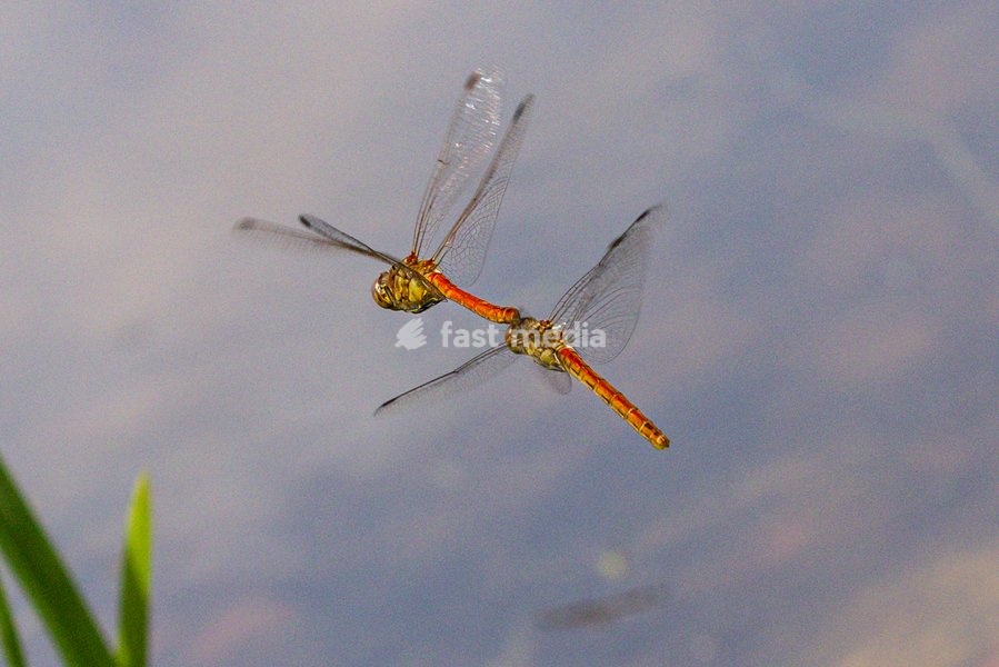 Dülmen, Germany. 26th July, 2025. Two red darter dragonflies mate mid-air, performing impressive aerobatics. Hundreds of damsel-and dragonflies can be seen mating at a small protected nature reserve with lakes and wetland near the small town of Dülmen in the Münsterland countryside