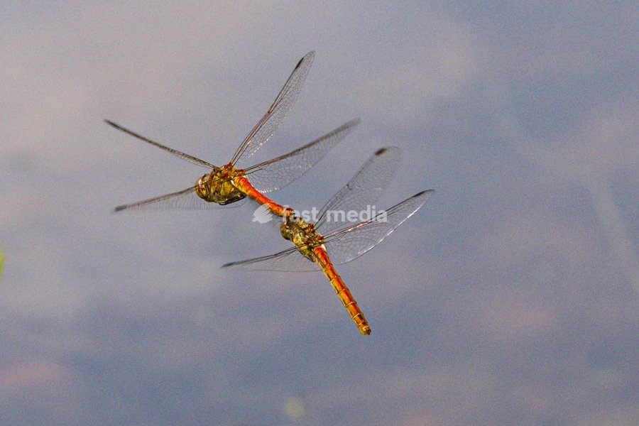 Dülmen, Germany. 26th July, 2025. Two red darter dragonflies mate mid-air, performing impressive aerobatics. Hundreds of damsel-and dragonflies can be seen mating at a small protected nature reserve with lakes and wetland near the small town of Dülmen in the Münsterland countryside