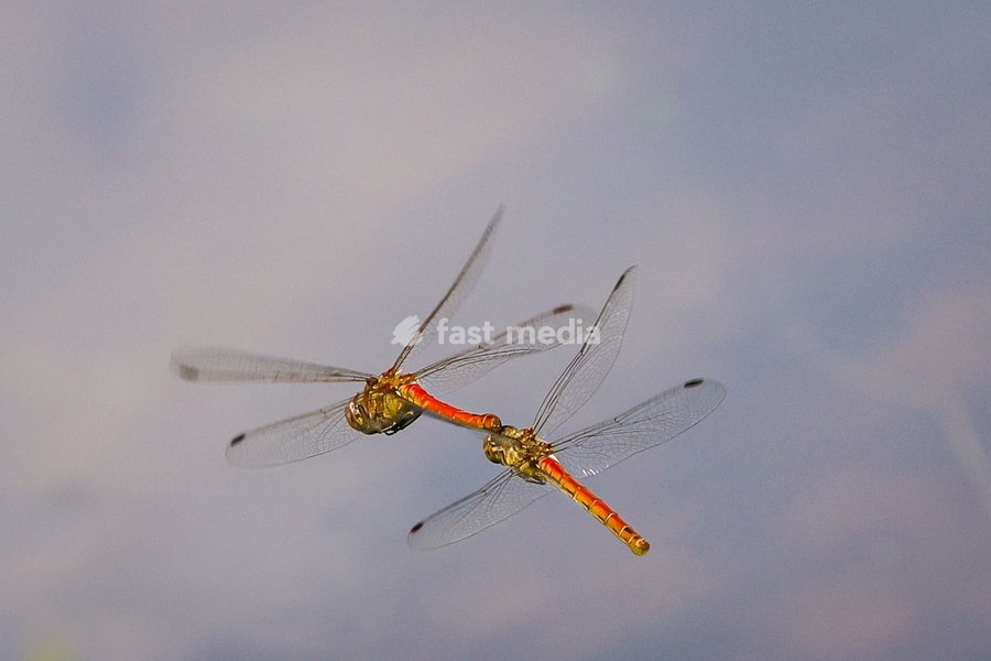 Dülmen, Germany. 26th July, 2025. Two red darter dragonflies mate mid-air, performing impressive aerobatics. Hundreds of damsel-and dragonflies can be seen mating at a small protected nature reserve with lakes and wetland near the small town of Dülmen in the Münsterland countryside