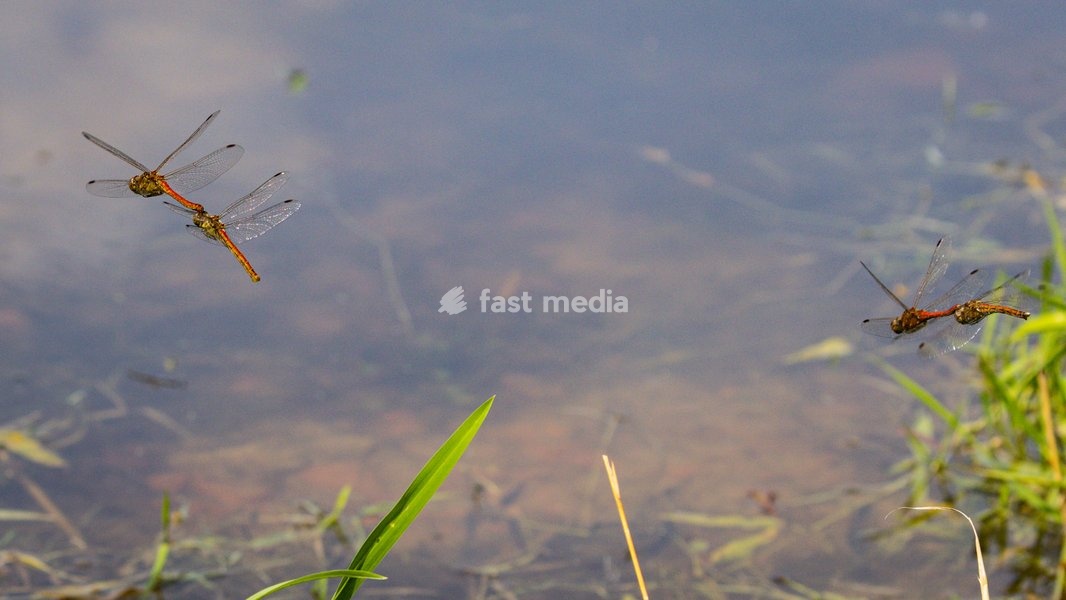 Dülmen, Germany. 26th July, 2025. Two red darter dragonflies mate mid-air, performing impressive aerobatics, with a second pair nearby. Hundreds of damsel-and dragonflies can be seen mating at a small protected nature reserve with lakes and wetland near the small town of Dülmen in the Münsterland…