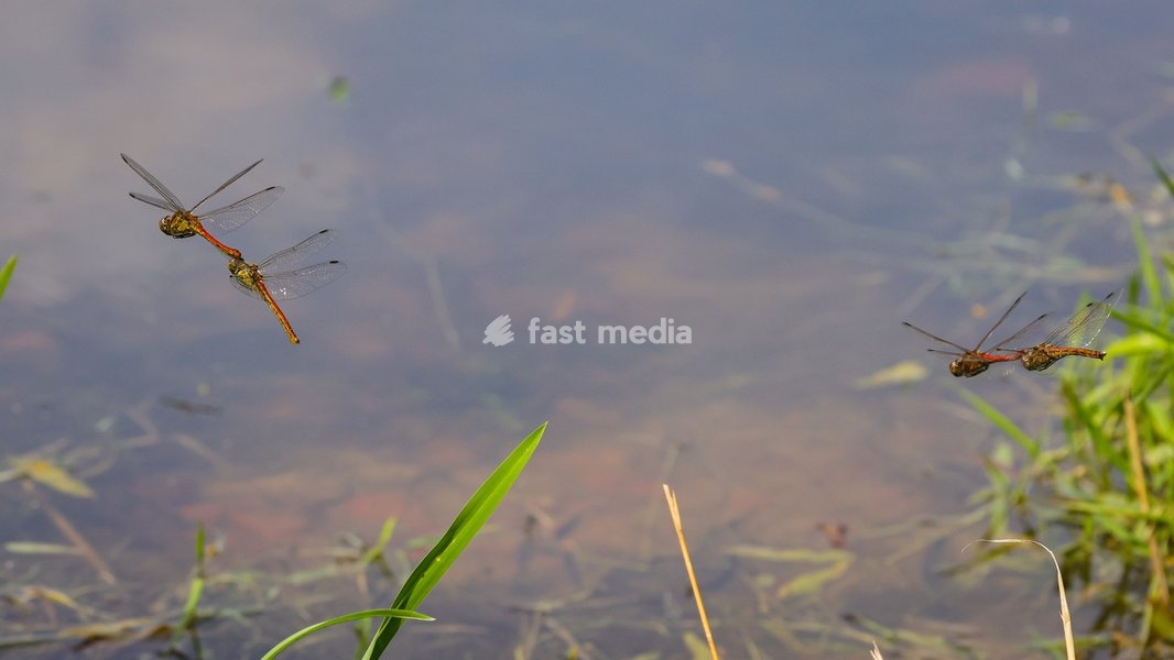 Dülmen, Germany. 26th July, 2025. Two red darter dragonflies mate mid-air, performing impressive aerobatics, with a second pair nearby. Hundreds of damsel-and dragonflies can be seen mating at a small protected nature reserve with lakes and wetland near the small town of Dülmen in the Münsterland…