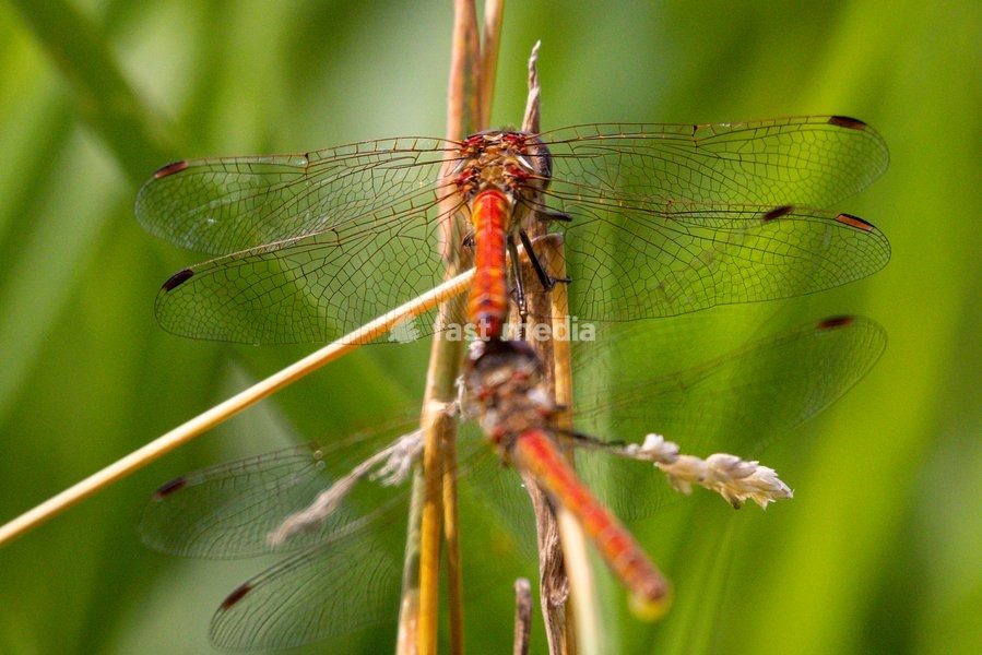 Dülmen, Germany. 26th July, 2025. Two red darter dragonflies rest on a blade of grass. Hundreds of damsel-and dragonflies can be seen mating at a small protected nature reserve with lakes and wetland near the small town of Dülmen in the Münsterland countryside