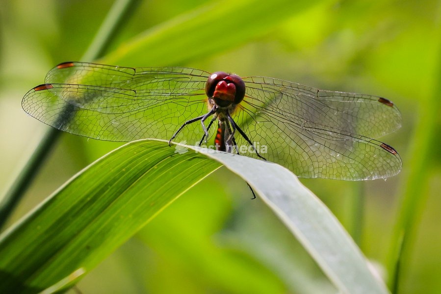 Dülmen, Germany. 26th July, 2025. A red-veined darter rests on a blade of grass before continuing the search for a mate. Hundreds of damsel-and dragonflies can be seen mating at a small protected nature reserve with lakes and wetland near the small town of Dülmen in the Münsterland countryside