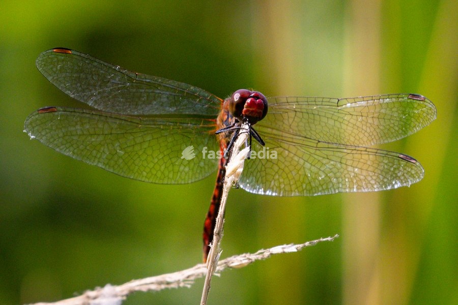 Dülmen, Germany. 26th July, 2025. A red-veined darter rests on a blade of grass before continuing the search for a mate. Hundreds of damsel-and dragonflies can be seen mating at a small protected nature reserve with lakes and wetland near the small town of Dülmen in the Münsterland countryside
