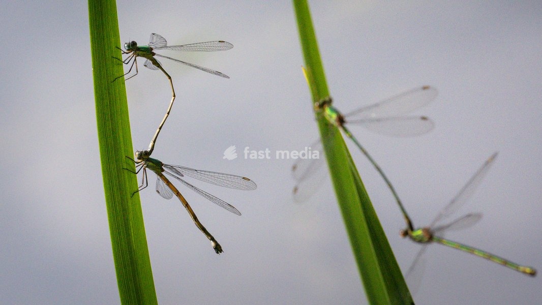Dülmen, Germany. 26th July, 2025. Several pairs of common damselflies fmate, dangling from blades of grass in the sunshine. Hundreds of damsel-and dragonflies can be seen mating at a small protected nature reserve with lakes and wetland near the small town of Dülmen in the Münsterland countryside