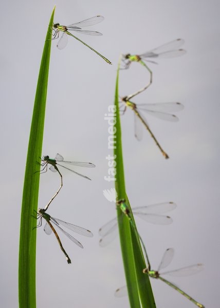 Dülmen, Germany. 26th July, 2025. Several pairs of common damselflies fmate, dangling from blades of grass in the sunshine. Hundreds of damsel-and dragonflies can be seen mating at a small protected nature reserve with lakes and wetland near the small town of Dülmen in the Münsterland countryside