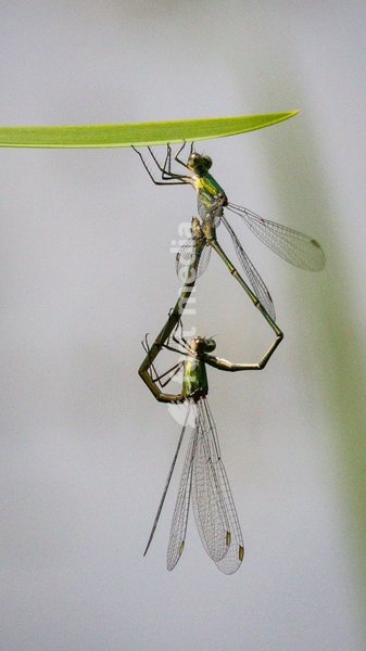 Dülmen, Germany. 26th July, 2025. Two common damselflies form a heart shape whilst mating. Hundreds of damsel-and dragonflies can be seen mating at a small protected nature reserve with lakes and wetland near the small town of Dülmen in the Münsterland countryside