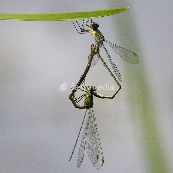 Dülmen, Germany. 26th July, 2025. Two common damselflies form a heart shape whilst mating. Hundreds of damsel-and dragonflies can be seen mating at a small protected nature reserve with lakes and wetland near the small town of Dülmen in the Münsterland countryside