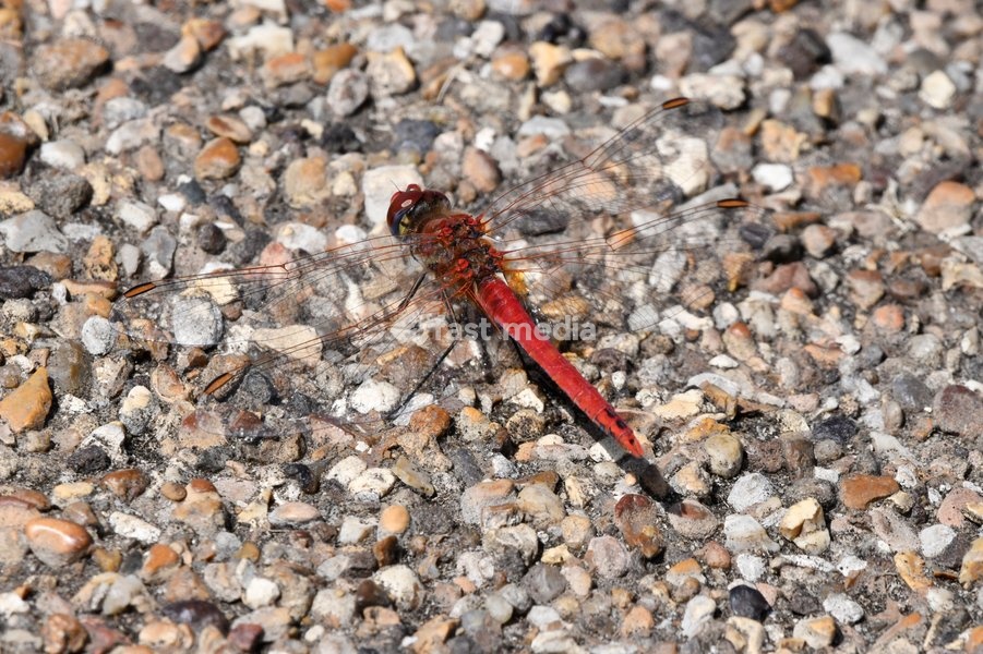 Red-veined Darter Dragonfly Sympetrum fonscolombii (male) basking, part of a significant influx to the UK during the hot summer of 2025, London, July