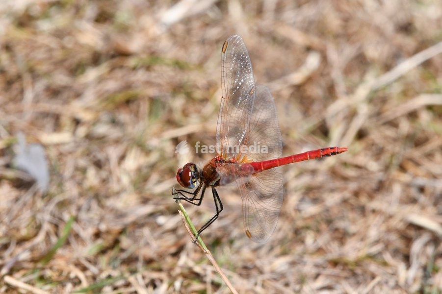 Red-veined Darter Dragonfly Sympetrum fonscolombii (male), part of a significant influx to the UK during the hot summer of 2025. The characteristic blue lower part of the compound eye is visible, London, July
