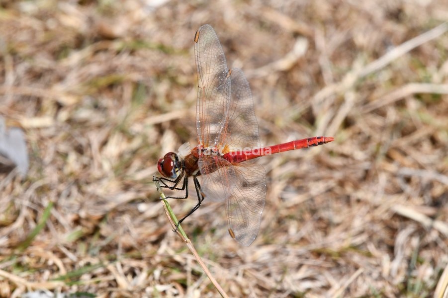 Red-veined Darter Dragonfly Sympetrum fonscolombii (male), part of a significant influx to the UK during the hot summer of 2025. The characteristic blue lower part of the compound eye is visible, London, July