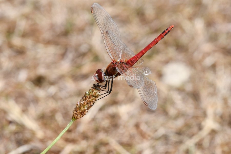 Red-veined Darter Dragonfly Sympetrum fonscolombii (male), part of a significant influx to the UK during the hot summer of 2025. The characteristic blue lower part of the compound eye is visible, London, July