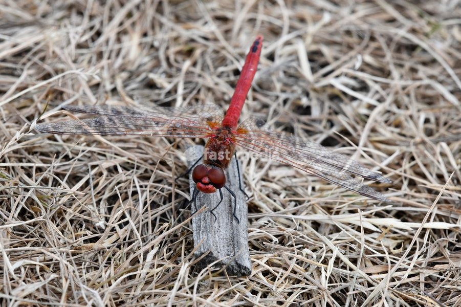 Red-veined Darter Dragonfly Sympetrum fonscolombii (male), part of a significant influx to the UK during the hot summer of 2025, London, July