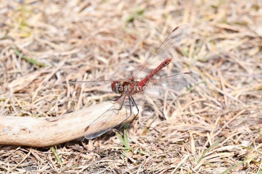 Red-veined Darter Dragonfly Sympetrum fonscolombii (male) adopting the thermoregulatory obelisk position, part of a signifcant influx to the UK during the hot summer of 2025, London, July