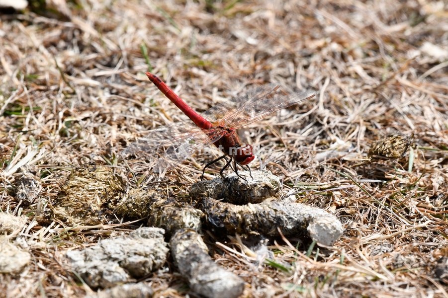 Red-veined Darter Dragonfly Sympetrum fonscolombii (male), part of a significant influx to the UK during the hot summer of 2025, London, July