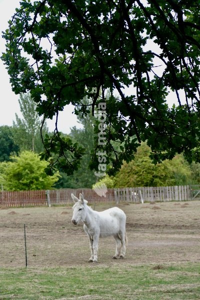 Donkeys out on a dull morning in the countryside