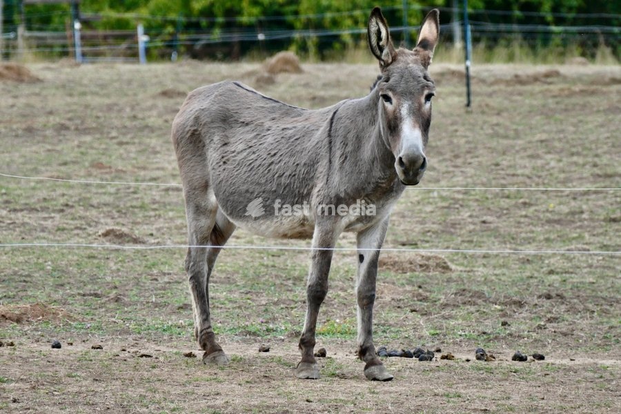 Donkeys out on a dull morning in the countryside