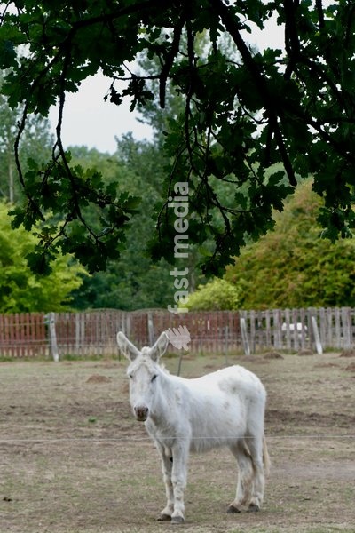 Donkeys out on a dull morning in the countryside