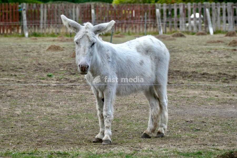 Donkeys out on a dull morning in the countryside