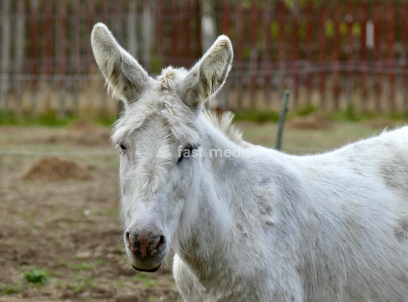 Donkeys out on a dull morning in the countryside