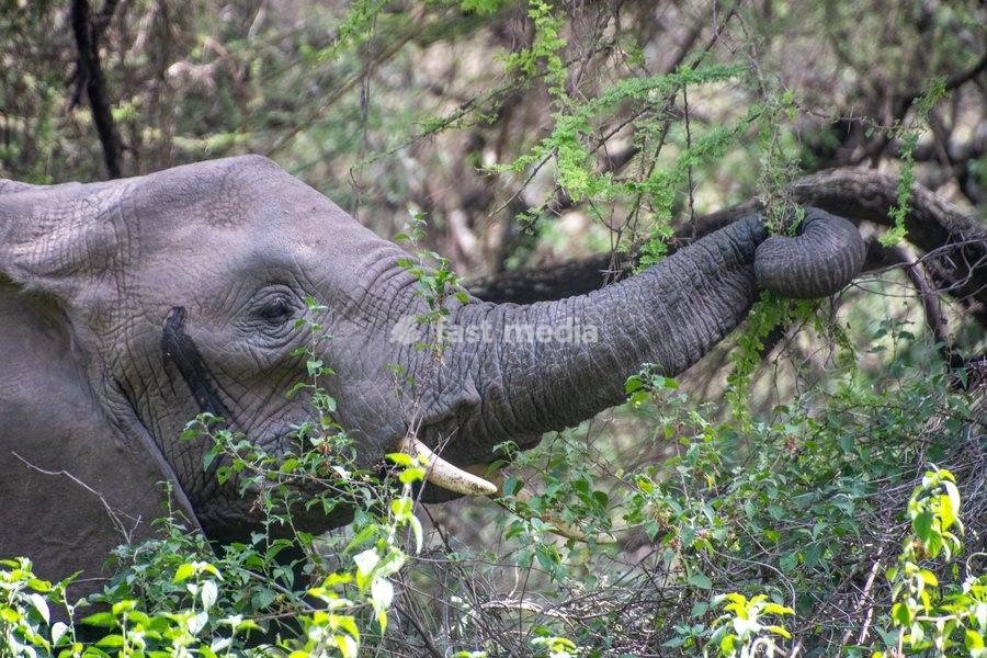 African Elephant (Loxodonta) grabbing a branch with its trunk in Serengeti, Tanzania