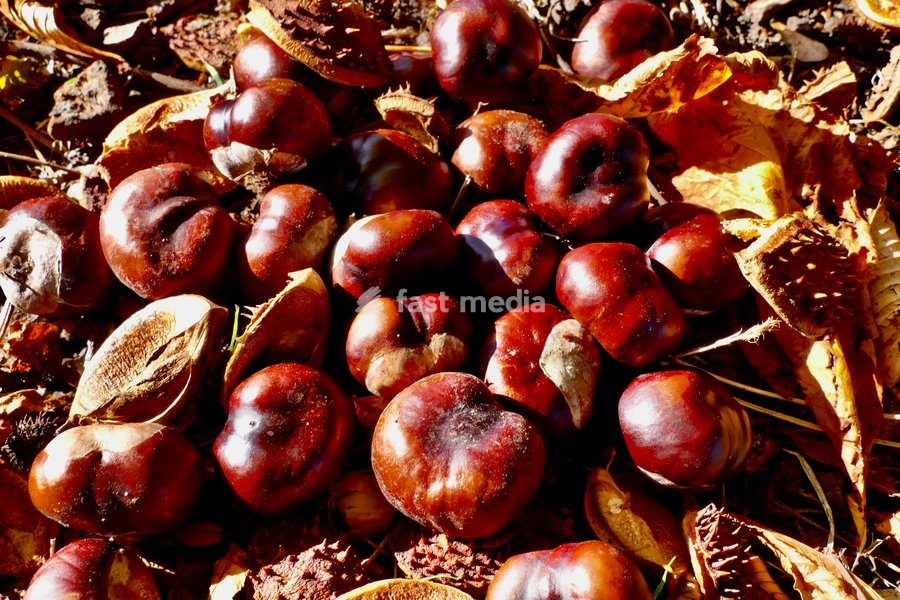 Piles on conkers fallen from the horse chestnut tree in the autumn sunshine