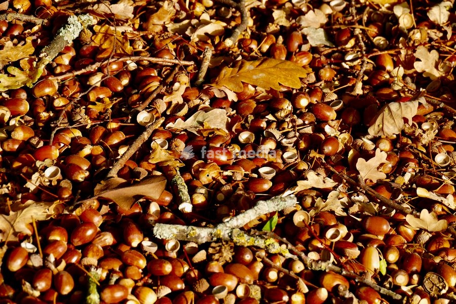 Acorns carpet the woodland floor in the afternoons sunshine