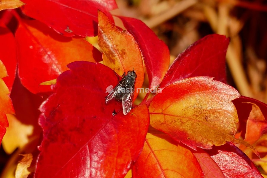 A fly sun itself on the Virginia creeper in the autumnal sunshine