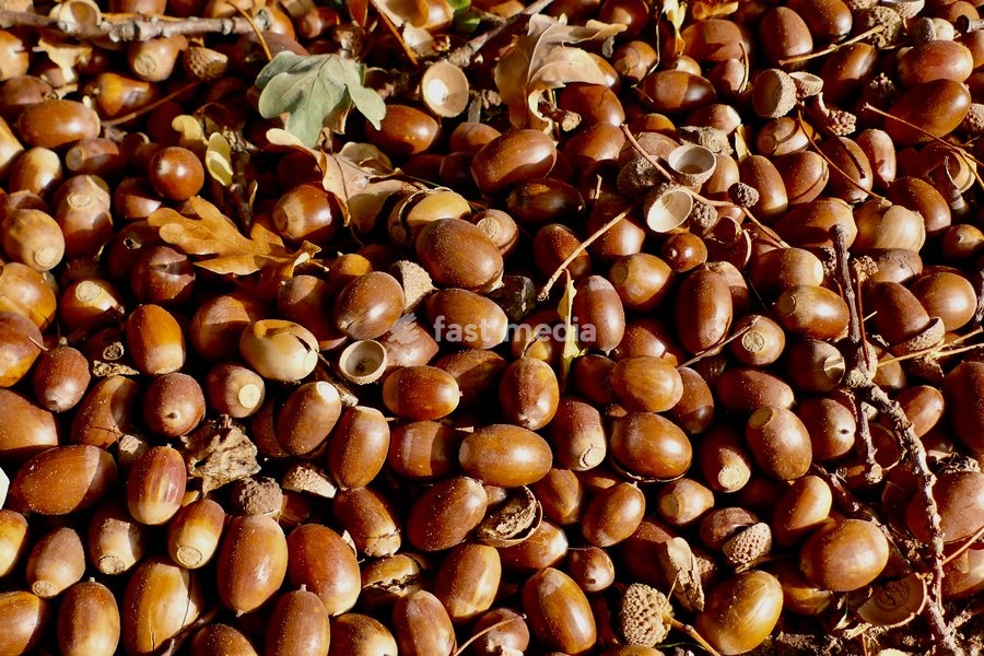 Acorns carpet the woodland floor in the afternoons sunshine