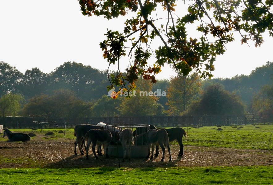 Donkeys eat their hay from a feeder in the afternoons sunshine