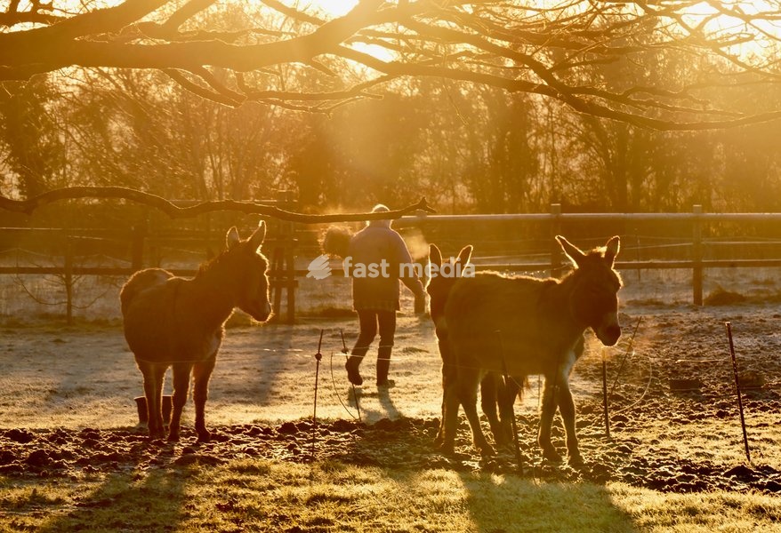 Donkeys in a frozen paddock at sunrise after a bitterly cold night in the countryside