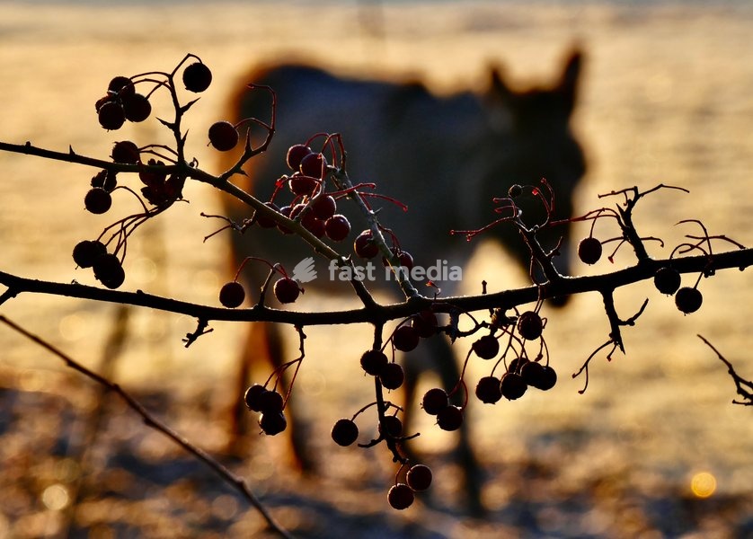 Donkeys in a frozen paddock at sunrise after a bitterly cold night in the countryside