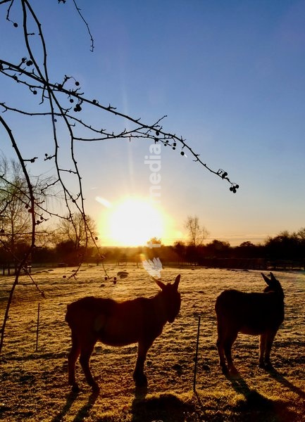 Donkeys in a frozen paddock at sunrise after a bitterly cold night in the countryside