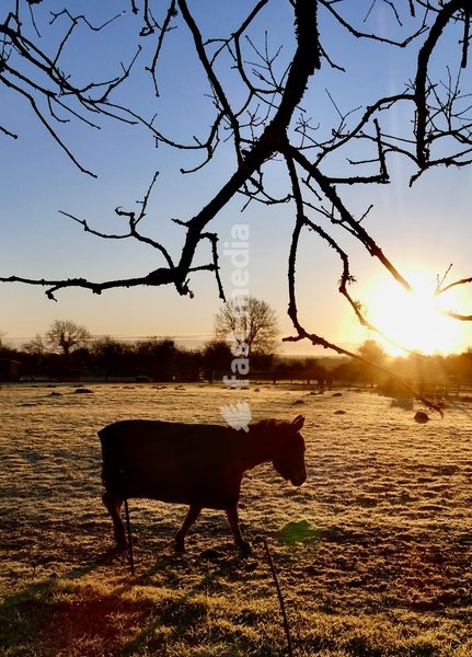 Donkeys in a frozen paddock at sunrise after a bitterly cold night in the countryside