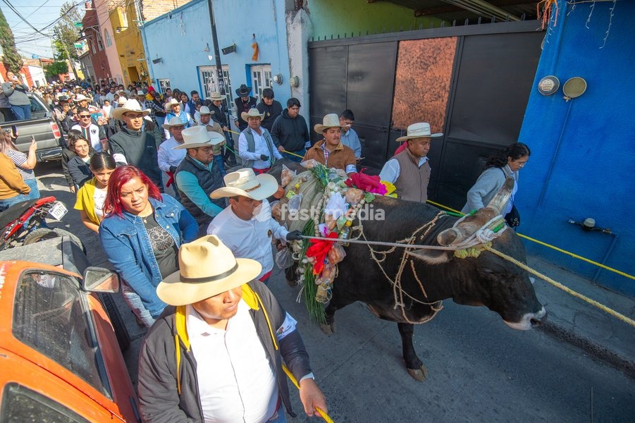 Residents of Queretaro participate in the traditional "paseo del Buey" (parade of the Ox) where they are paraded through the main streets to offer them as a sacrifice to the Virgin of Pueblito, a pre-Hispanic tradition with more than 291 years of history. on February 8, 2026 in Corregidora, Mexico