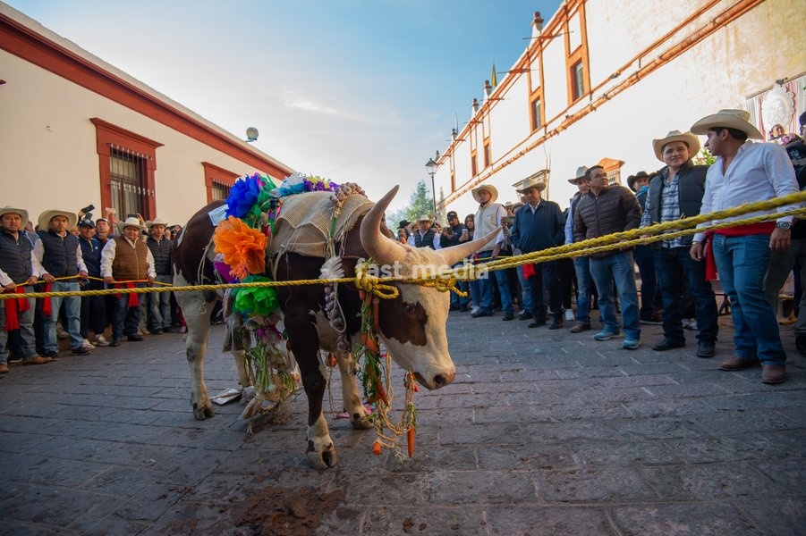 Residents of Queretaro participate in the traditional "paseo del Buey" (parade of the Ox) where they are paraded through the main streets to offer them as a sacrifice to the Virgin of Pueblito, a pre-Hispanic tradition with more than 291 years of history. on February 8, 2026 in Corregidora, Mexico