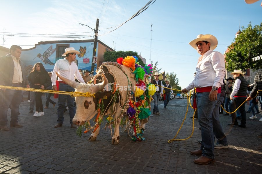 Residents of Queretaro participate in the traditional "paseo del Buey" (parade of the Ox) where they are paraded through the main streets to offer them as a sacrifice to the Virgin of Pueblito, a pre-Hispanic tradition with more than 291 years of history. on February 8, 2026 in Corregidora, Mexico