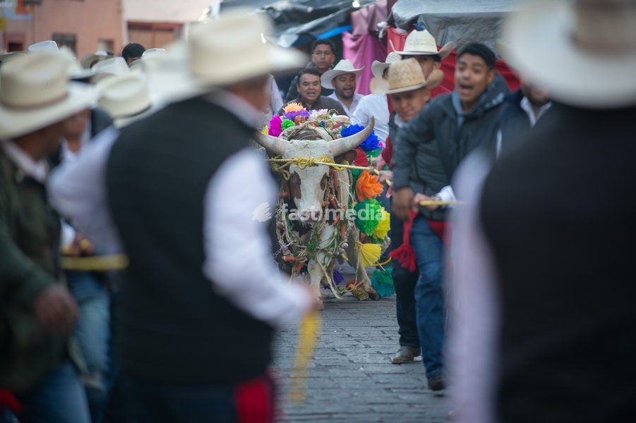 Residents of Queretaro participate in the traditional "paseo del Buey" (parade of the Ox) where they are paraded through the main streets to offer them as a sacrifice to the Virgin of Pueblito, a pre-Hispanic tradition with more than 291 years of history. on February 8, 2026 in Corregidora, Mexico