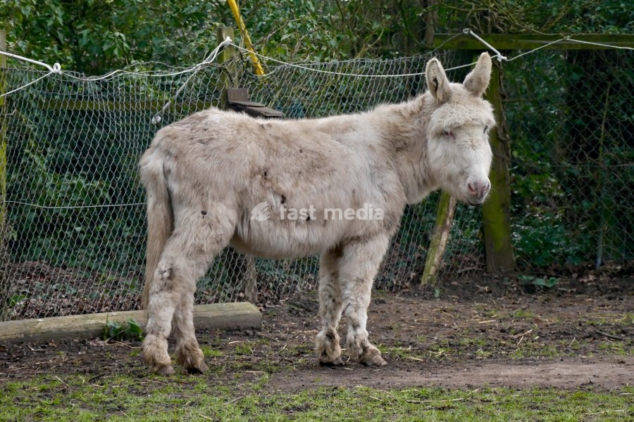 A donkey out on a dull morning in the countryside