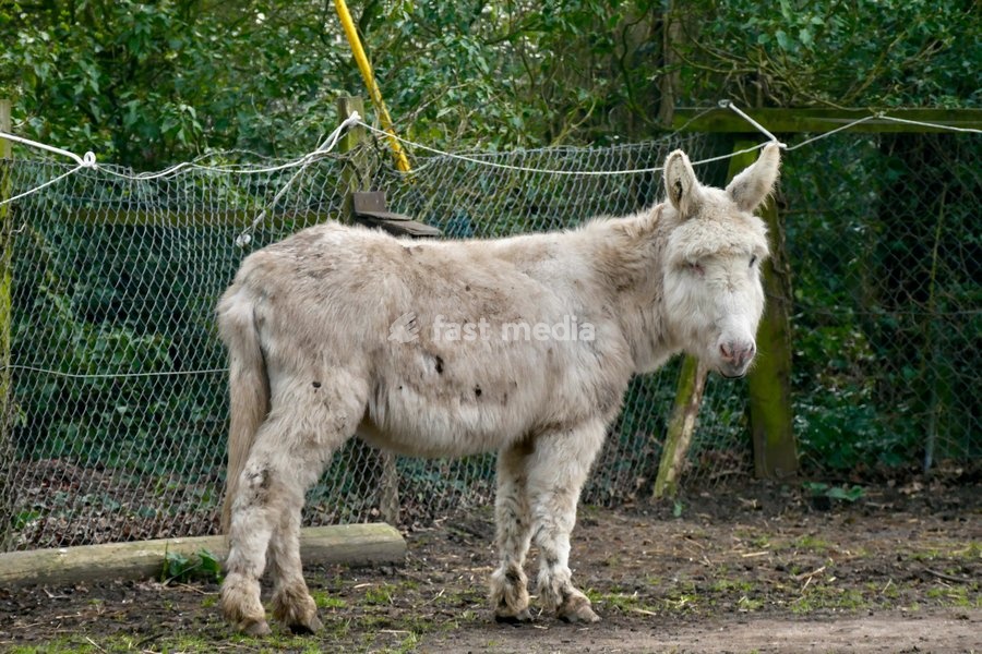A donkey out on a dull morning in the countryside