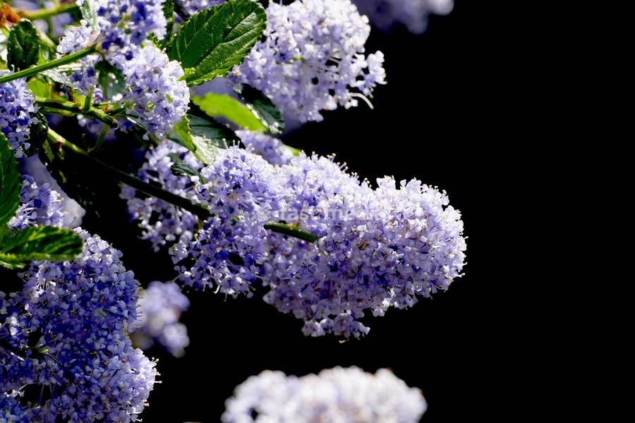 Ceanothus flowers in the afternoons sunshine